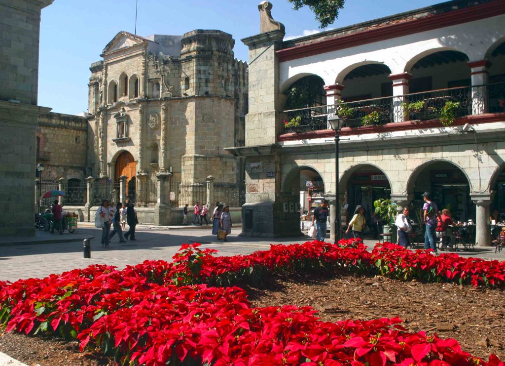 oaxaco poinsettas zocolo