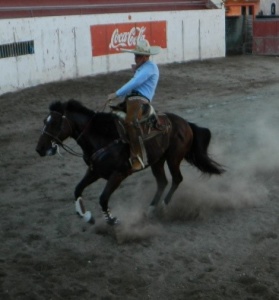 bull 10