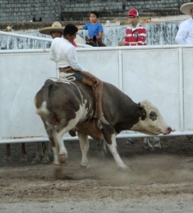 bull 3
