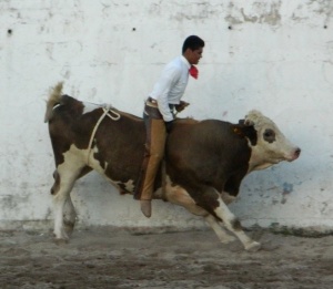 bull 4