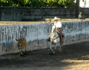 bull 5