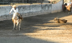 bull 6