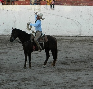 bull 8