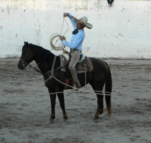 bull 9