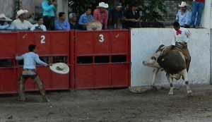 bull2