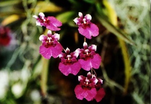 Orchid 14
