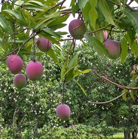 mangoes 2