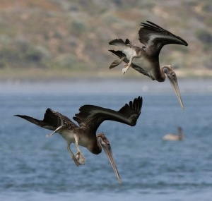 Pelican