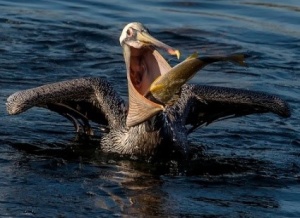 Pelican