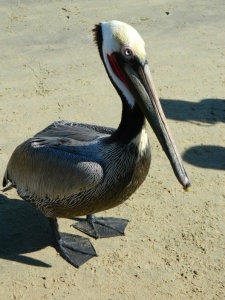 Pelican