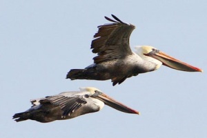 Pelican