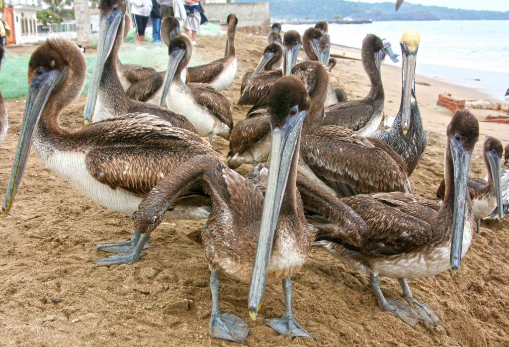 Pelicans