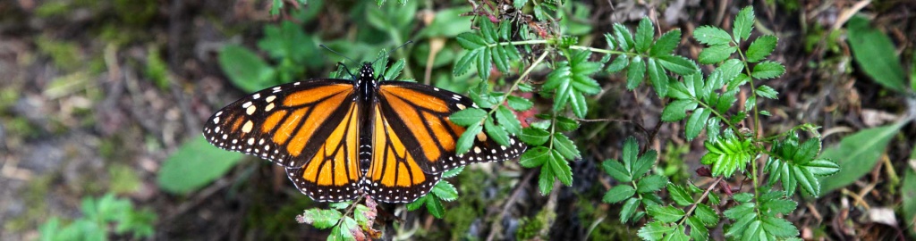 monarchs_0083