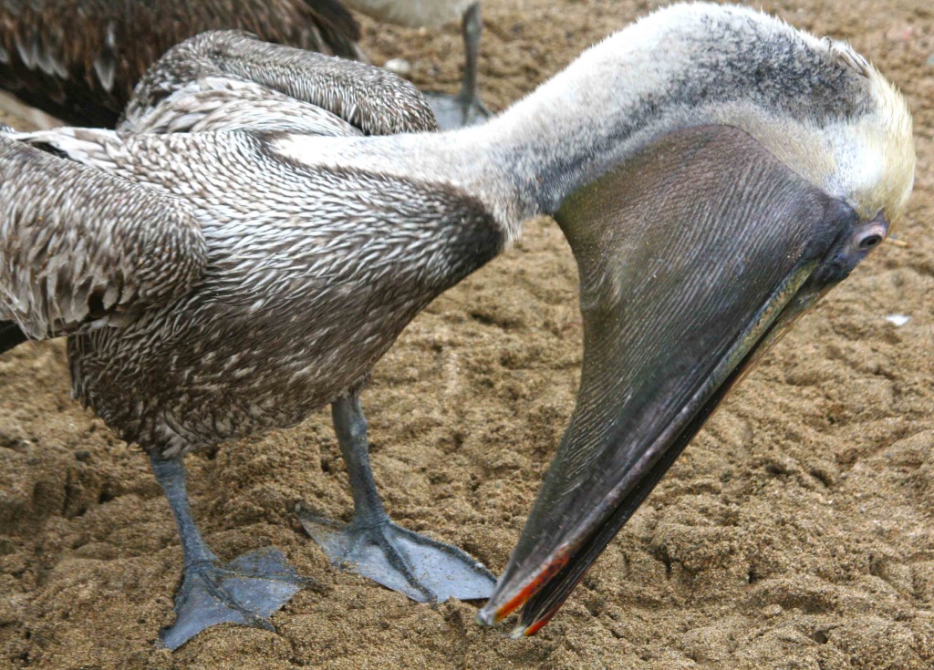 pelicans 2