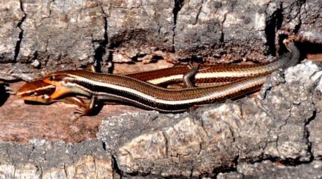 skink 3