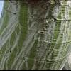 plant2