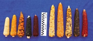 corn 92