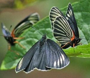 butterfly 2
