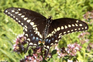 butterfly 6