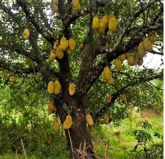 2 Exotic Mexican Super Fruits – Sol Mexico News