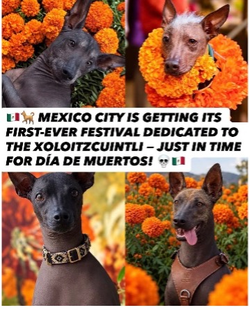 Xolo dogs surrounded by marigolds in a Day of the Dead collage